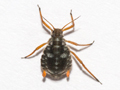 Pterocomma salicis
